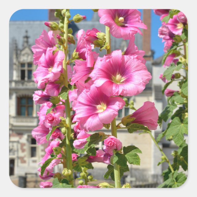 Pegatina Cuadrada Postal con flores de hollyhocks rosa (Anverso)