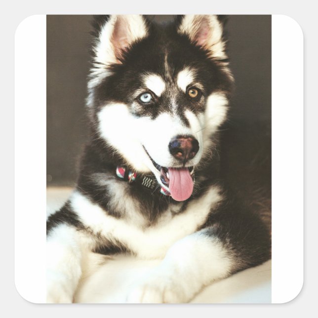 Pegatina Cuadrada Postal con fotografía de perro del Mascota Siberia (Anverso)