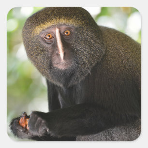 Pegatina Cuadrada Postal de mono con cara de búho retrato