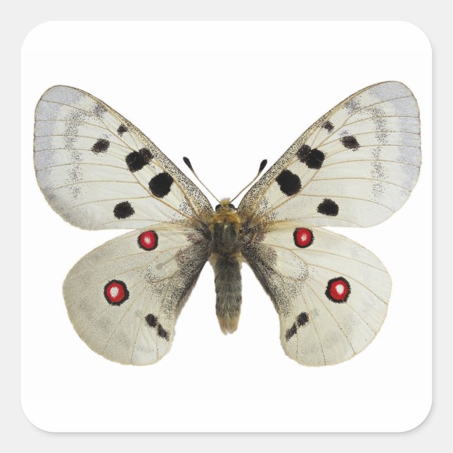Pegatina Cuadrada Postal parnassius apollo aislada (Anverso)