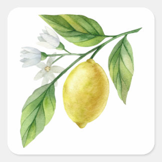 Pegatina Cuadrada Póster de patrón de limón acuarela