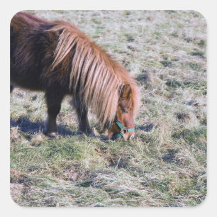 Pegatina Cuadrada Potro lindo que pasta en el prado