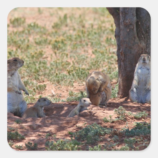 Pegatina Cuadrada Prairie Dog Family (Anverso)