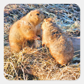 PEGATINA CUADRADA PRAIRIE DOGS