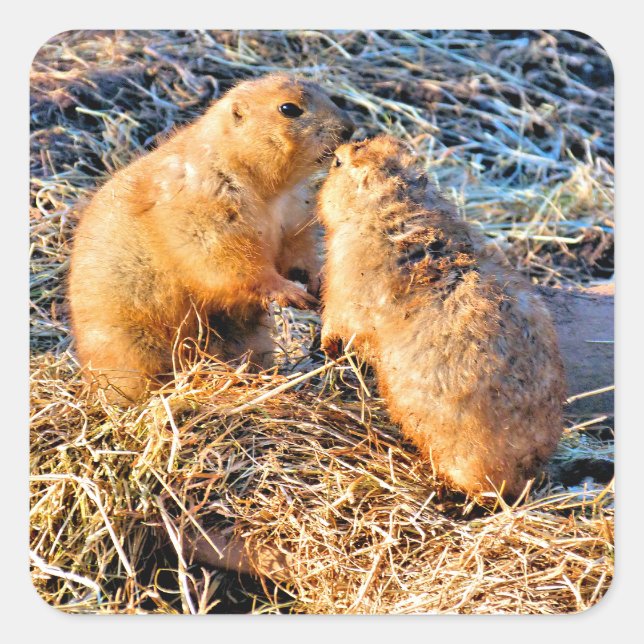 PEGATINA CUADRADA PRAIRIE DOGS (Anverso)