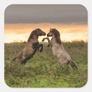 Pegatina Cuadrada Pranando caballos salvajes