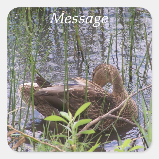 Pegatina Cuadrada Predicación del pato en los carrizos (Anverso)