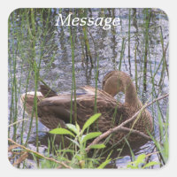 Predicación del pato en los carrizos