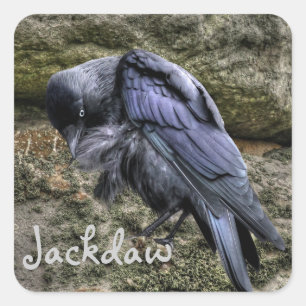 Pegatina Cuadrada Preening Jackdaw en Stonehenge, Inglaterra