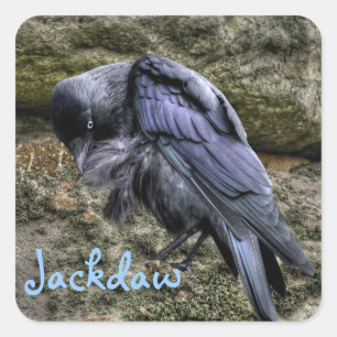 Pegatina Cuadrada Preening Jackdaw en Stonehenge, Inglaterra