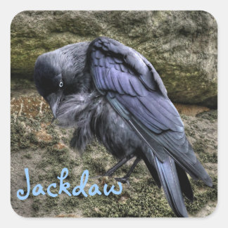 Pegatina Cuadrada Preening Jackdaw en Stonehenge, Inglaterra