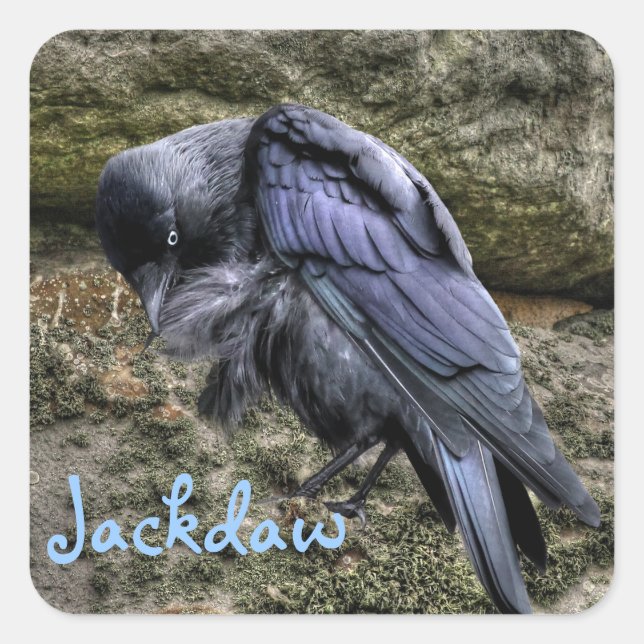 Pegatina Cuadrada Preening Jackdaw en Stonehenge, Inglaterra (Anverso)