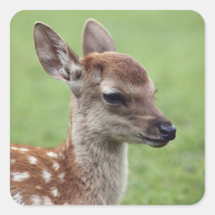 Pegatina Cuadrada Prefectura de Nara, Honshu, Japón
