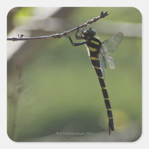 Pegatina Cuadrada Prefectura de Tokio, Honshu, Japón