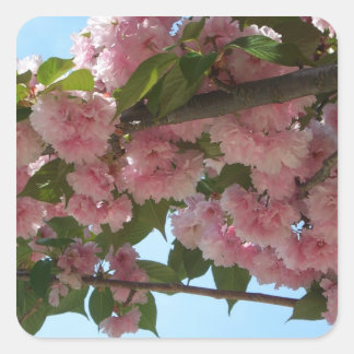 Pegatina Cuadrada Primavera del Árbol de cerezo IV con doble floreci