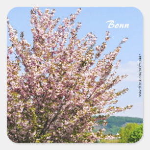 Pegatina Cuadrada Primavera en Bonn