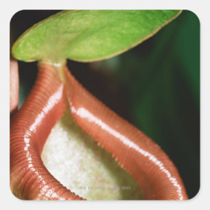 Pegatina Cuadrada Primer de la planta de jarra