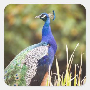 Pegatina Cuadrada Primer de un pavo real