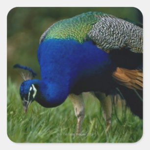 Pegatina Cuadrada Primer de un pavo real