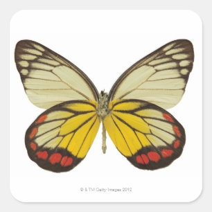 Pegatina Cuadrada Primer de una mariposa 3
