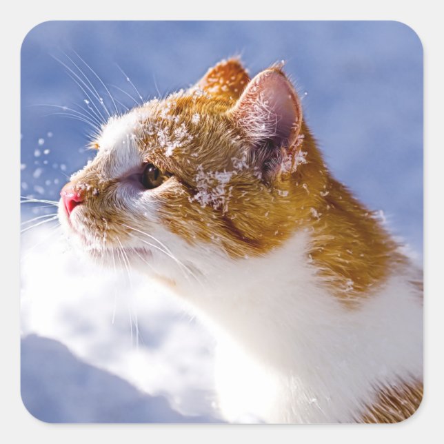 Pegatina Cuadrada primer invierno (Anverso)