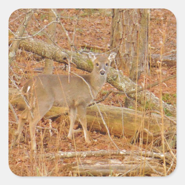 Pegatina Cuadrada Primer invierno de Baby Deer (Anverso)