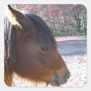 Pegatina Cuadrada Primer plano de caballo marrón, pequeño pony marró