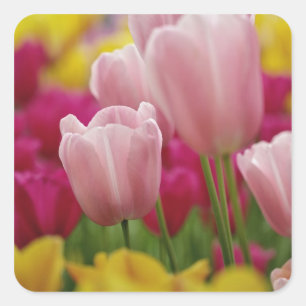 Pegatina Cuadrada Primer plano de flor de tulipán, Jardines de Kueke
