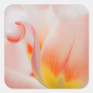 Pegatina Cuadrada Primer plano de tulipán 3