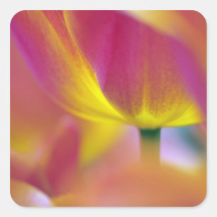 Pegatina Cuadrada Primer plano del envés de la flor de tulipán, Kuek