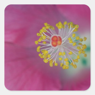 Pegatina Cuadrada Primer plano del estambre de la flor de Hibisco, H