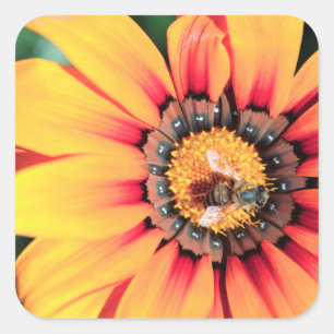 Pegatina Cuadrada Primer plano extremo de una abeja recolectando pol