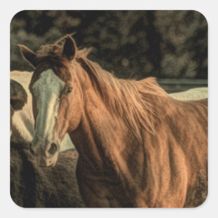 Pegatina Cuadrada Primitivo rústico campo occidental caballo silvest