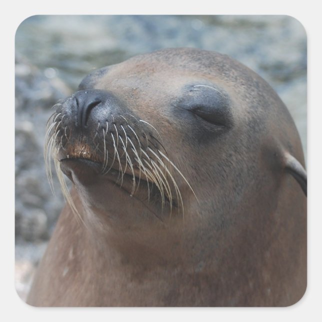 Pegatina Cuadrada Producto personalizar (Anverso)