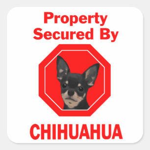 Pegatina Cuadrada Propiedad asegurada por Chihuahua