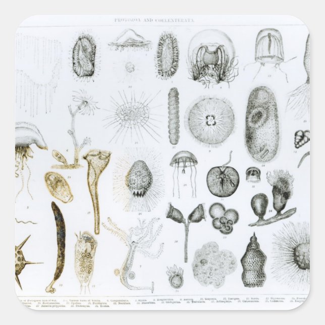 Pegatina Cuadrada Protozoa y Coelenterata (Anverso)