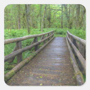 Pegatina Cuadrada puente de madera Maple Glade trail, helechos y