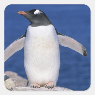 Pegatina Cuadrada Puerto del Pingüino de Gentoo Pygoscelis papua)
