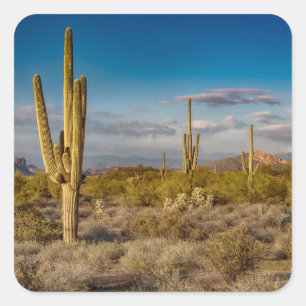 Pegatina Cuadrada Puesta del sol del cactus en Arizona