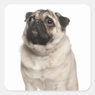 Pegatina Cuadrada Pug (13 meses) mirando hacia arriba