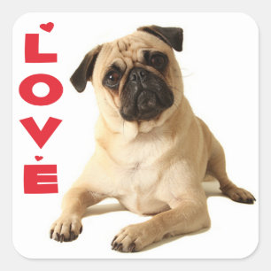 Pegatina Cuadrada Pug Amor Cachorro Perro - Pensando en Ti