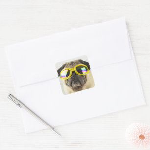 Pegatina Cuadrada Pug con gafas