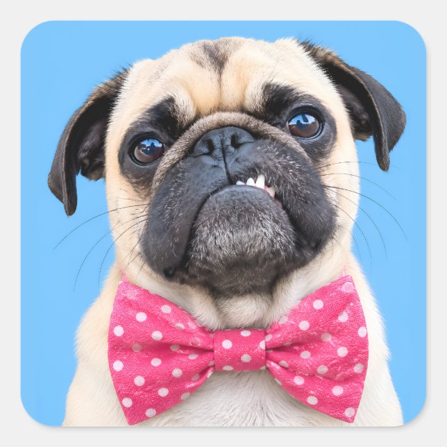 Pegatina Cuadrada Pug con lazo rosa (Anverso)
