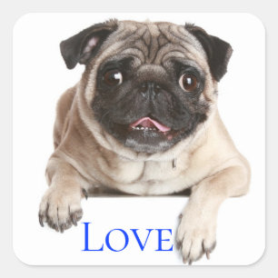 Pegatina Cuadrada Pug Perro Cachorro - Pensando en Ti,