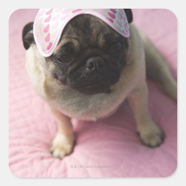 Pegatina Cuadrada Pug perro con máscara ocular en la cabeza sentado  (Anverso)