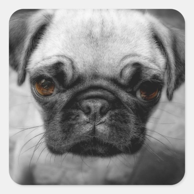Pegatina Cuadrada Pug Pup (Anverso)