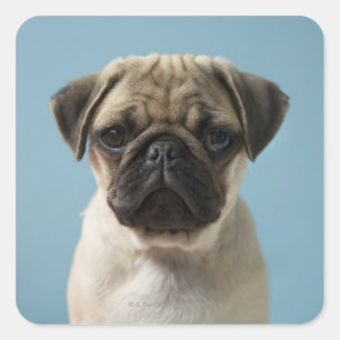 Pegatina Cuadrada Pug Puppy Con Fondo Azul