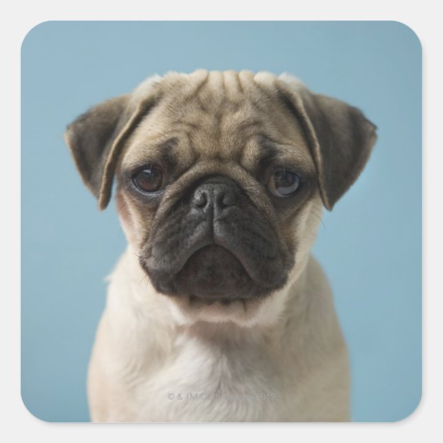 Pegatina Cuadrada Pug Puppy Con Fondo Azul (Anverso)