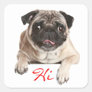 Pegatina Cuadrada Pug Puppy Dog Hola Pegatinas
