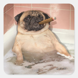 Pegatina Cuadrada Pug Tomando Baño De Burbujas